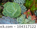 Close up of cactus succulent plants 104317122
