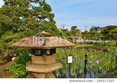 Horikiri Iris Garden in the evening, Tokyo Horikiri Iris Garden in the evening, Tokyo 104317185