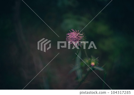 Stick 104317285
