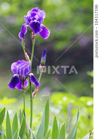 Iryo在初夏開花 Iryo在初夏開花 104317396