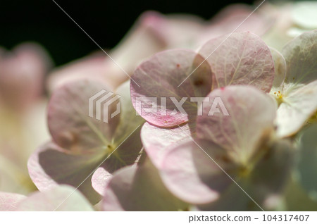 柏葉繡球花開始變色 柏葉繡球花開始變色 104317407