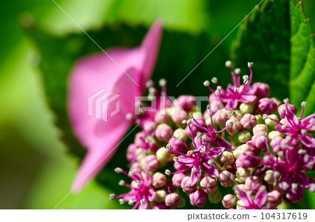 Pink forehead hydrangea Pink forehead hydrangea 104317619