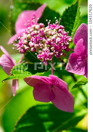 Pink forehead hydrangea Pink forehead hydrangea 104317620
