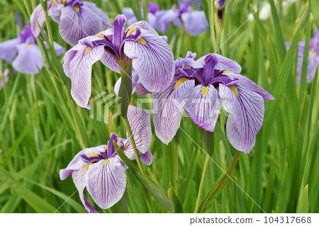 淡紫色鳶尾花,東京 淡紫色鳶尾花,東京 104317668
