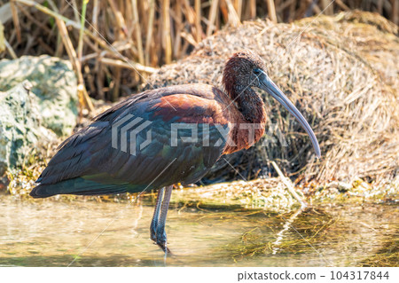 The glossy ibis, latin name Plegadis falcinellus, searching for food in the shallow lagoon. The glossy ibis, latin name Plegadis falcinellus, searching for food in the shallow lagoon. 104317844