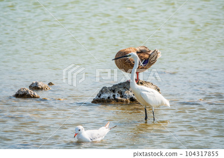 The small white heron or Little egret stands in the lake 104317855