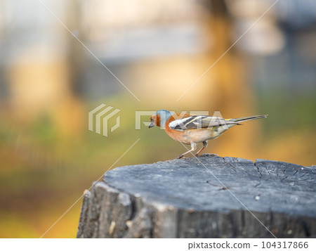 Common chaffinch, Fringilla coelebs, sits on a tree. Common chaffinch in wildlife. 104317866