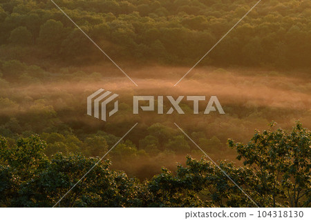 Fog flowing through an alder forest (Tsurui Village, Hokkaido) Fog flowing through an alder forest (Tsurui Village, Hokkaido) 104318130
