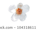 White flower on white background - image 104318611