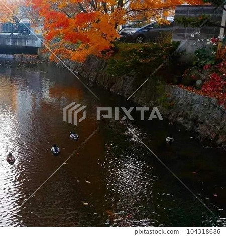 Sousei River in Sapporo autumn 104318686