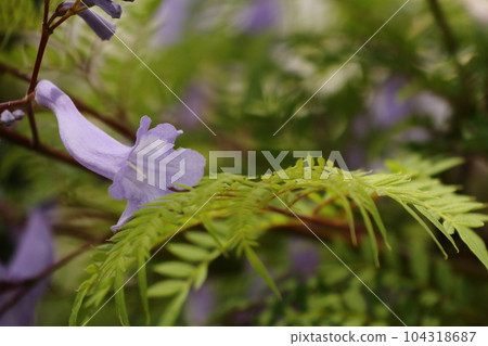 Jacaranda that blooms bluish-purple flowers in early summer 104318687