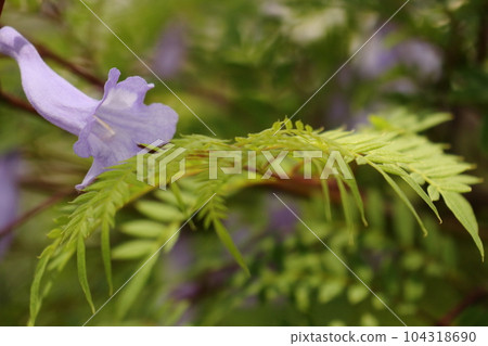 在初夏開出藍紫色花朵的藍花楹 104318690
