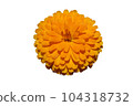 Yellow flower on white background - image  104318732