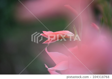 淡粉色唐菖蒲 淡粉色唐菖蒲 104318768