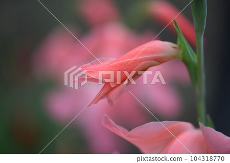 淡粉色唐菖蒲 淡粉色唐菖蒲 104318770