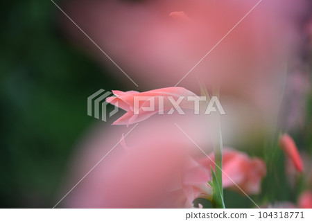 淡粉色唐菖蒲 淡粉色唐菖蒲 104318771