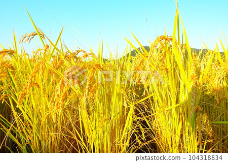 Ear of rice New rice Autumn Ear of rice New rice Autumn 104318834