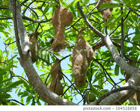 Group of Baya Weaver (Ploceus philippinus) bird nest on tree plant branch with blue sky in background, Thailand Group of Baya Weaver (Ploceus philippinus) bird nest on tree plant branch with blue sky in background, Thailand 104318858