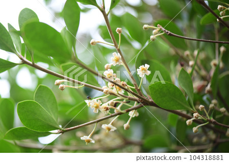 Japanese Ternstroemia flower Japanese Ternstroemia flower 104318881