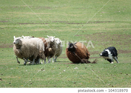 邊境牧羊犬帶領著一群羊 邊境牧羊犬帶領著一群羊 104318970
