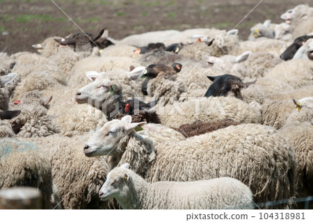 一群羊在吃草 104318981