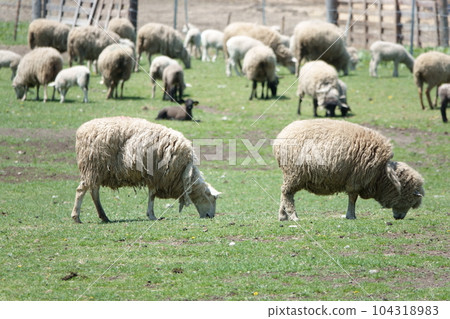flock of sheep grazing 104318983