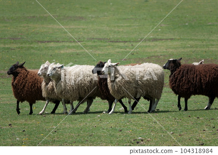 一群羊在吃草 104318984