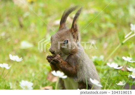 Ezo squirrel eating against the background of anemone Ezo squirrel eating against the background of anemone 104319015