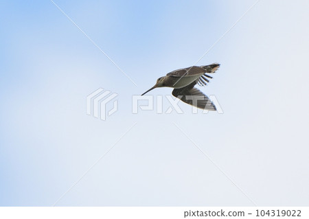 Great-toothed snipe display flight Great-toothed snipe display flight 104319022