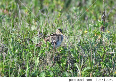 Great snipe standing in grassland 104319069
