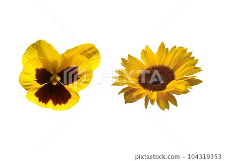 Yellow flower isolated on white background Yellow flower isolated on white background 104319353