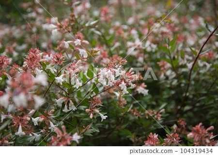Shonenji Temple in the fresh green 104319434