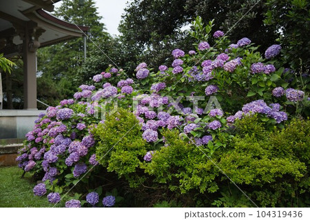 清新綠色的正念寺 清新綠色的正念寺 104319436