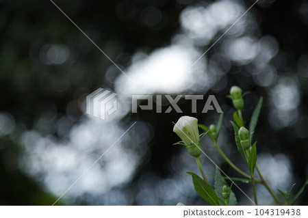 清新綠色的正念寺 清新綠色的正念寺 104319438
