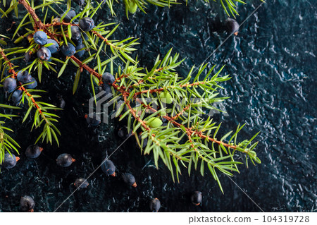 Juniper branch with berries on a dark blue background. Juniper branch with berries on a dark blue background. 104319728