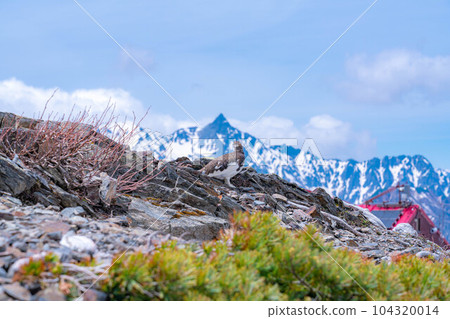 [Natural Monument] Grouse of the Northern Alps ♂ [Nagano Prefecture] 104320014