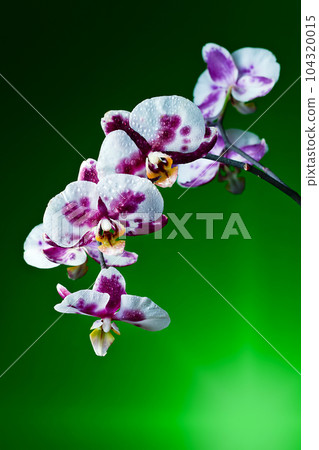 orchid on  green background 104320015