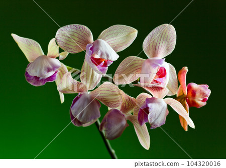orchid on  green background 104320016