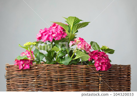 Beautiful flowers of hydrangea. Coral hydrangea macrophylla, Hortensia. 104320033