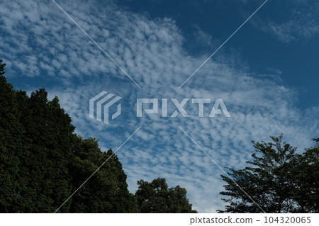 樹和藍天 104320065
