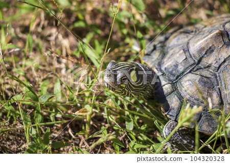 Close up on turtle head 104320328
