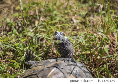 grassy turtle 104320329