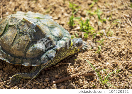 turtle walking on grassy ground turtle walking on grassy ground 104320331