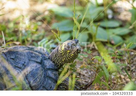 turned turtle head 104320333