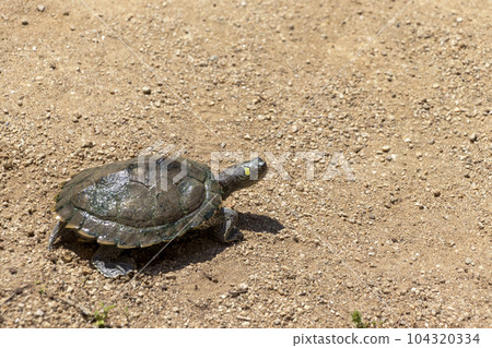 turtle walking on sand turtle walking on sand 104320334