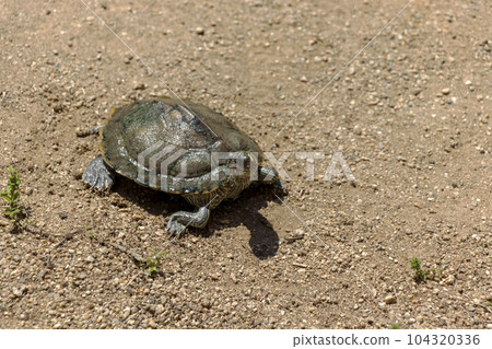 turtle walking on sand turtle walking on sand 104320336