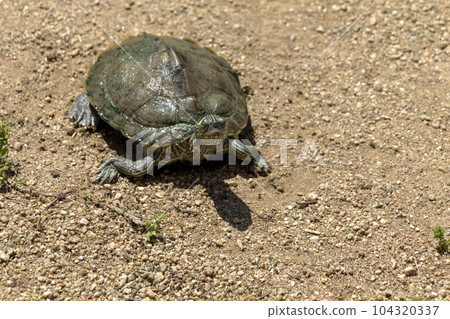 turtle walking on sand turtle walking on sand 104320337