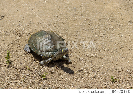 turtle walking on sand turtle walking on sand 104320338