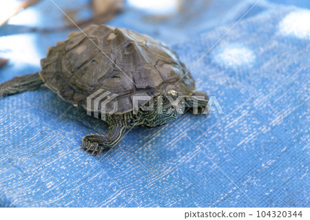 Turtle walking on a blue tarp 104320344