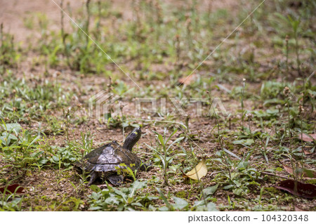 turtle walking on grassy ground turtle walking on grassy ground 104320348